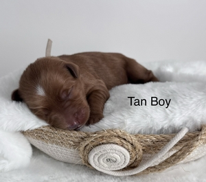 Tan boy